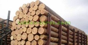 Круглые бревна из лиственницы